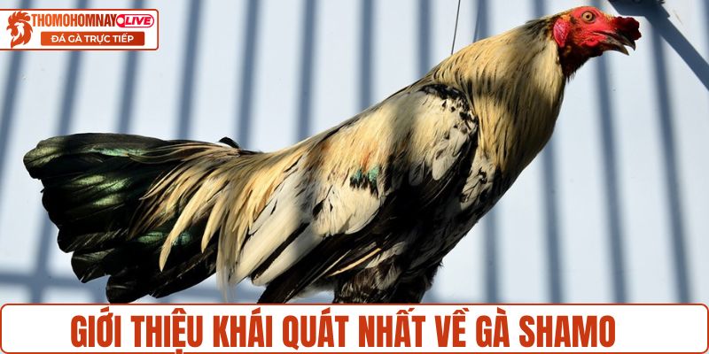 Giới thiệu khái quát nhất về gà Shamo