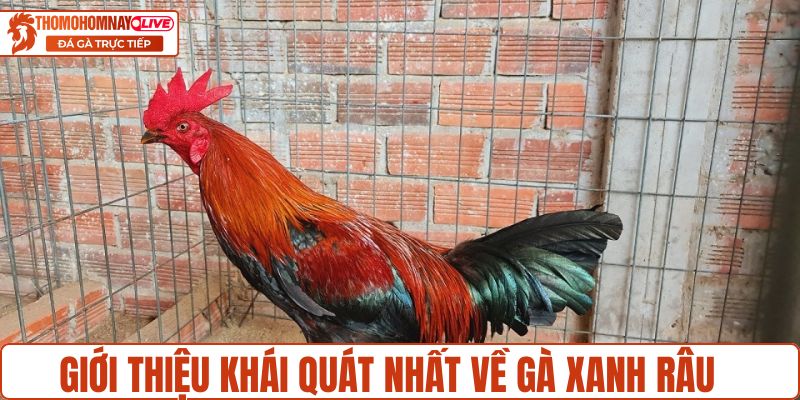 Giới thiệu khái quát nhất về gà Xanh Râu