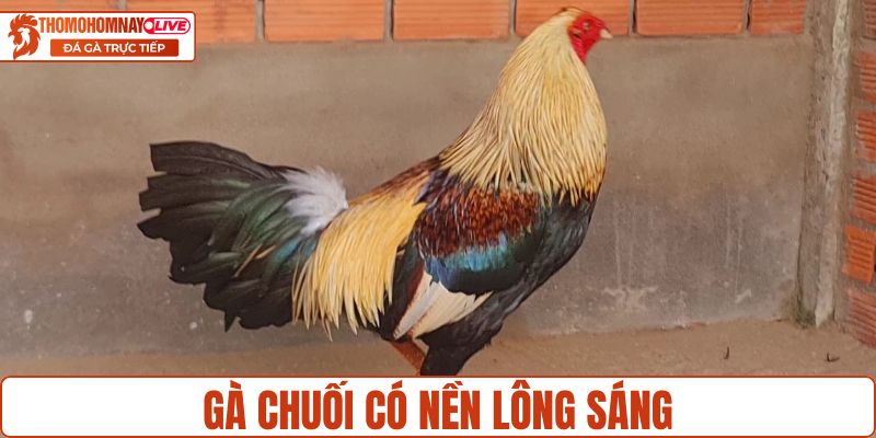Giống gà có màu nền lông sáng