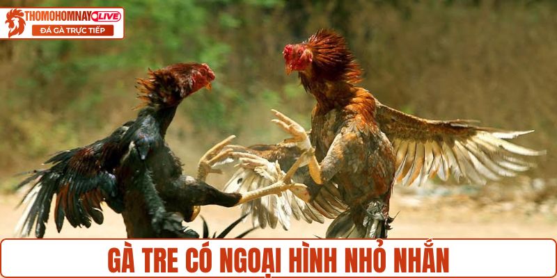 Giống gà đặc trưng ngoại hình nhỏ nhắn
