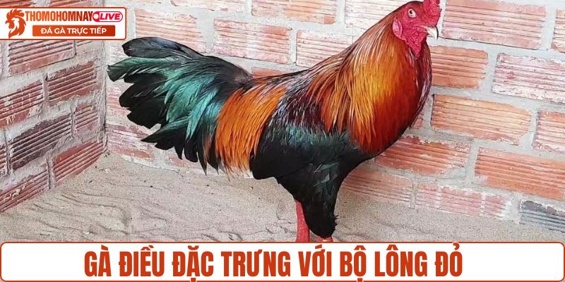 Giống gà đặc trưng với màu lông đỏ