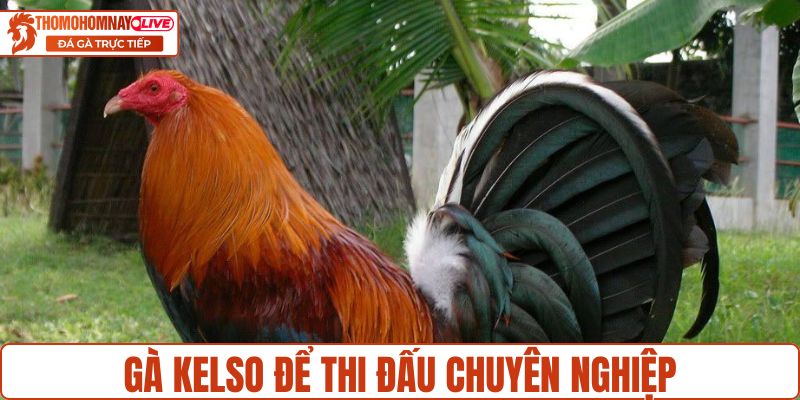 Giống gà phục vụ thi đấu chuyên nghiệp