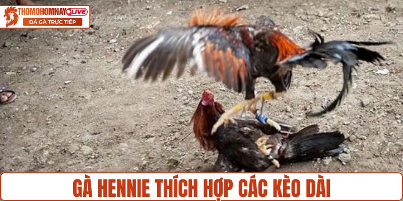 Giống hennie thích hợp các kèo dài