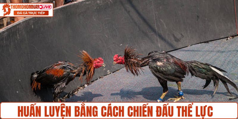 Huấn luyện bằng cách chiến đấu thể lực