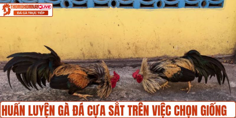 Huấn luyện gà đá cựa sắt trên việc chọn giống