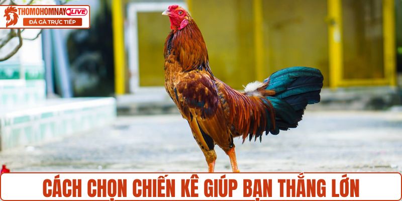 Hướng dẫn cách chọn chiến kê giúp bạn thắng lớn