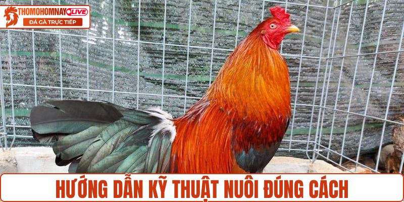 Hướng dẫn kỹ thuật nuôi đúng cách cho sư kê