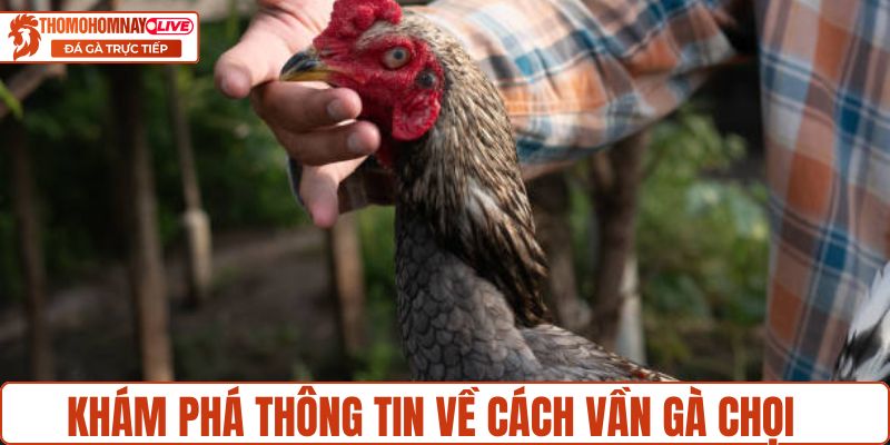 Khám phá thông tin về cách vần gà chọi