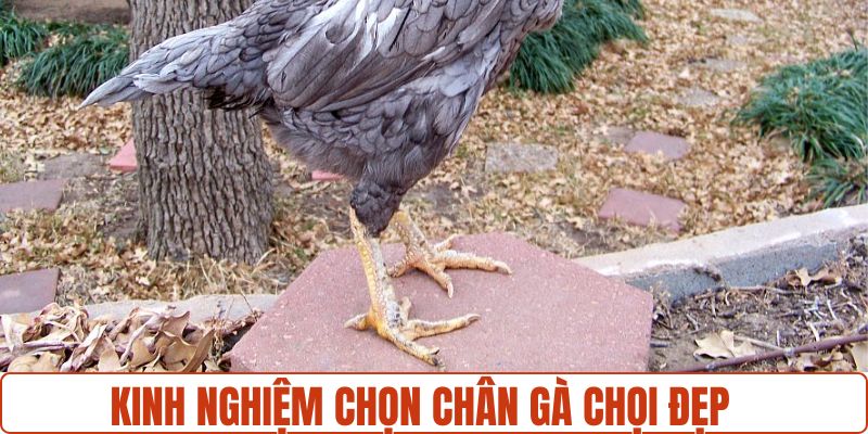 Kinh nghiệm chọn chân gà đẹp từ các sư kê