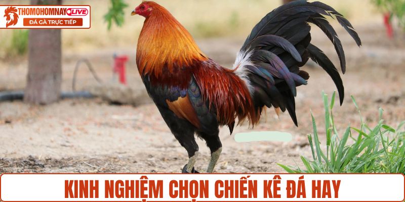 Kinh nghiệm chọn chiến kê đá hay để thắng lớn