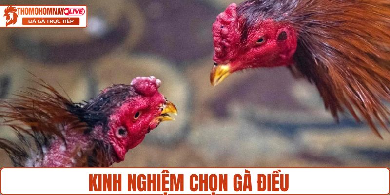 Kinh nghiệm chọn giống điều ô