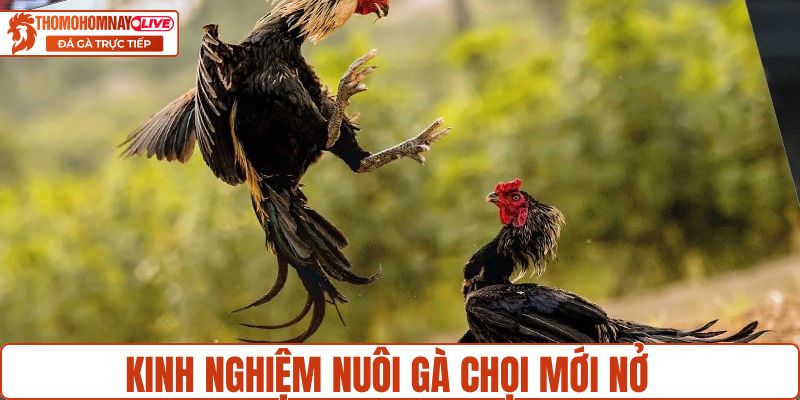 Kinh nghiệm nuôi gà chọi mới nở