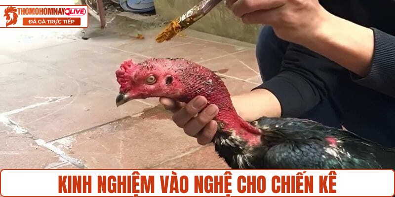 Kinh nghiệm vào nghệ cho chiến kê