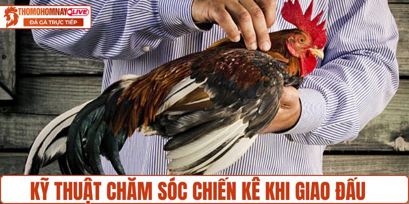 Kỹ thuật chăm sóc chiến kê khi giao đấu