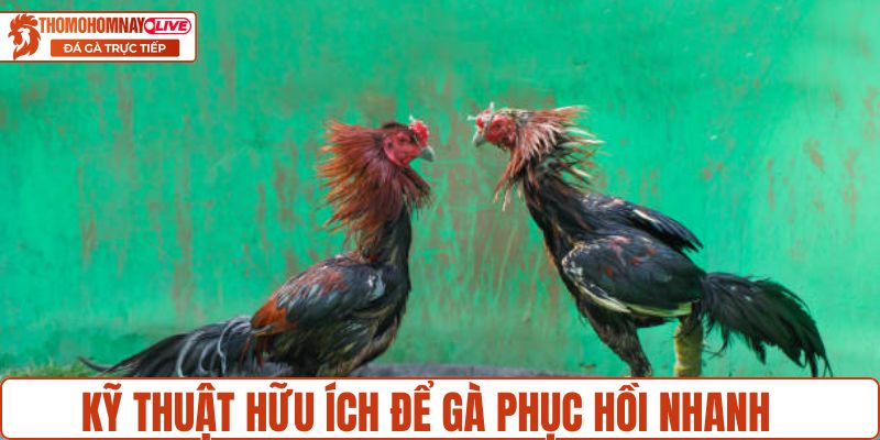 Kỹ thuật hữu ích để gà phục hồi nhanh