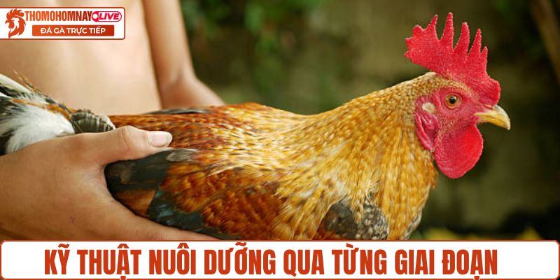 Kỹ thuật nuôi dưỡng qua từng giai đoạn