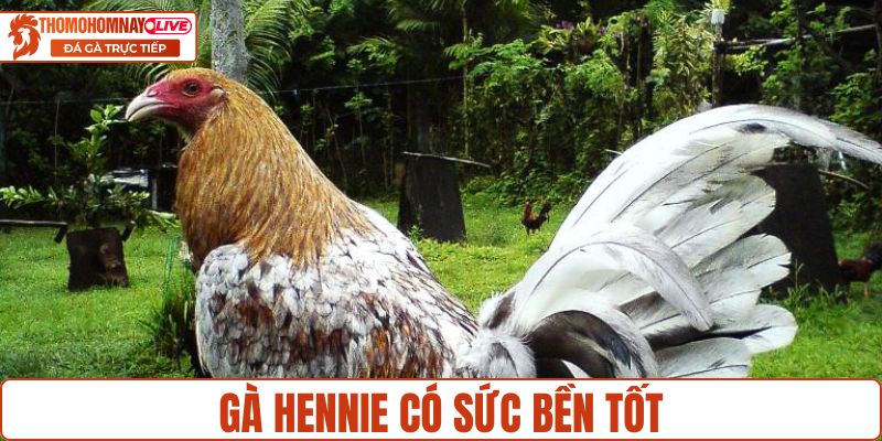 Loại gà nhập Mỹ có sức bền tốt