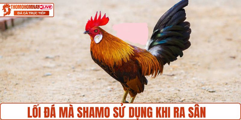 Lối đá mà Shamo sử dụng khi ra sân