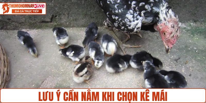 Lưu ý cần nắm khi chọn kê mái