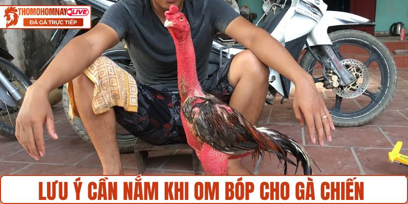 Lưu ý cần nắm khi om bóp cho gà chiến