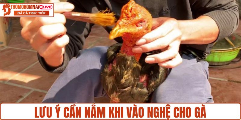 Lưu ý cần nắm khi vào nghệ cho gà