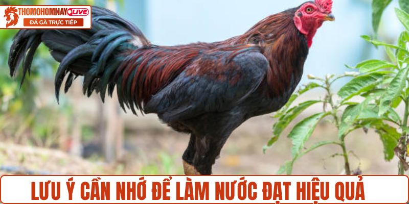 Lưu ý cần nhớ để làm nước đạt hiệu quả