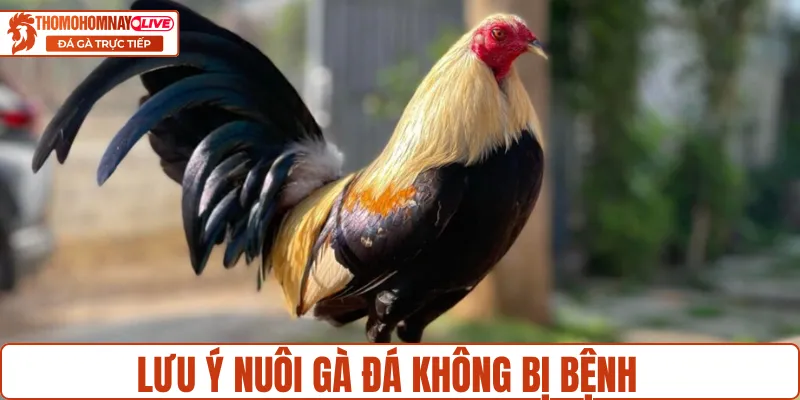 Lưu ý để nuôi gà đá không bị bệnh