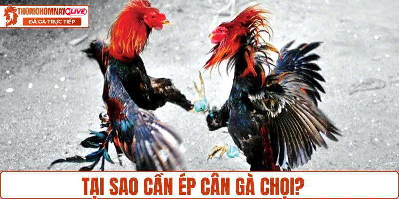 Lý do cần áp dụng cách ép cân gà chọi