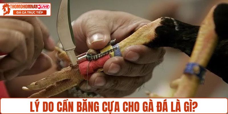 Lý do cần băng cựa cho gà đá là gì?