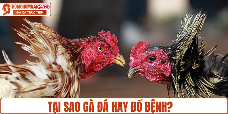 Lý do khiến gà đá hay đổ bệnh?