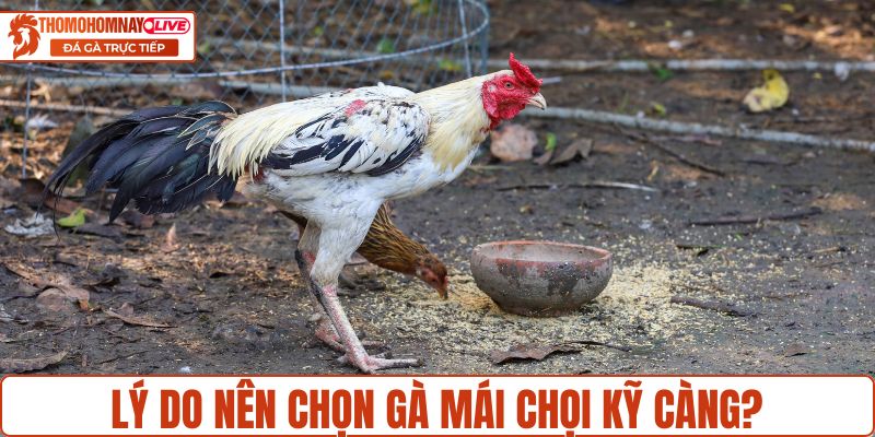 Lý do nên chọn gà mái chọi kỹ càng?
