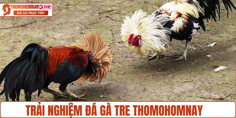 Mãn nhãn khi xem đá gà tre tại Thomohomnay