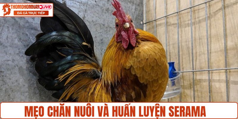 Mẹo chăn nuôi và huấn luyện Serama