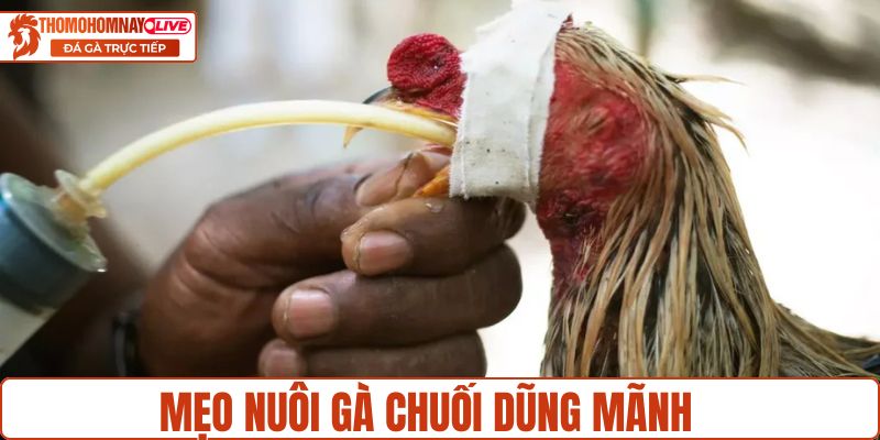 Mẹo nuôi gà chuối dũng mãnh lì đòn