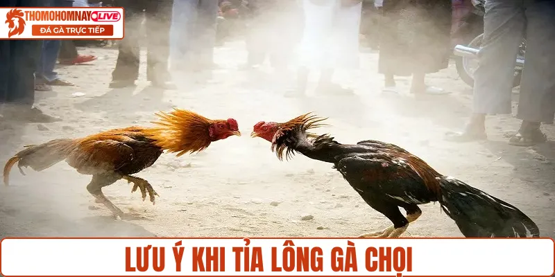 Một số lưu ý khi thực hiện cách tỉa lông gà chọi