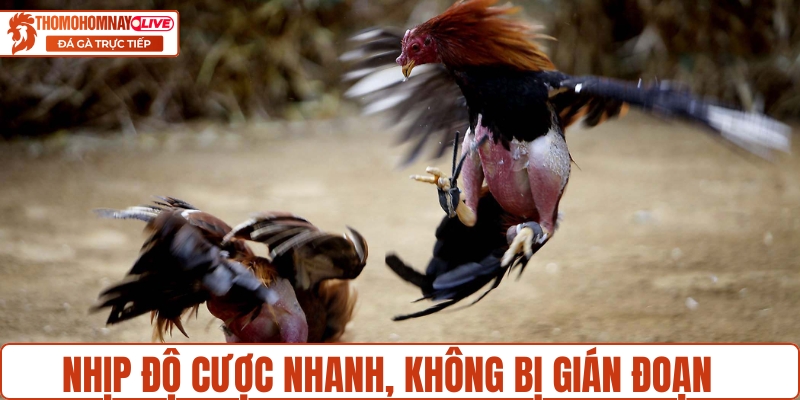 Nhịp độ cược đá gà nhanh, không bị gián đoạn