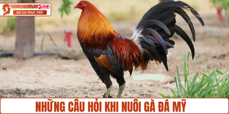 Những câu hỏi thường gặp khi nuôi gà đá Mỹ