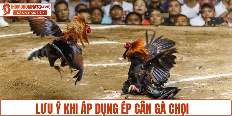 Những lưu ý nếu áp dụng cách ép cân gà chọi
