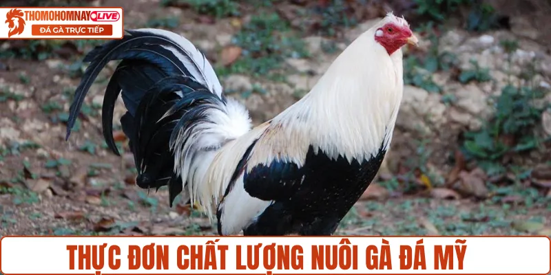 Nuôi gà đá Mỹ cựa sắt với thực đơn đầy đủ