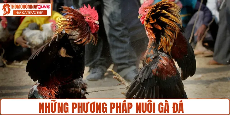 Nuôi gà đá không bị bệnh với chế độ ăn uống dinh dưỡng