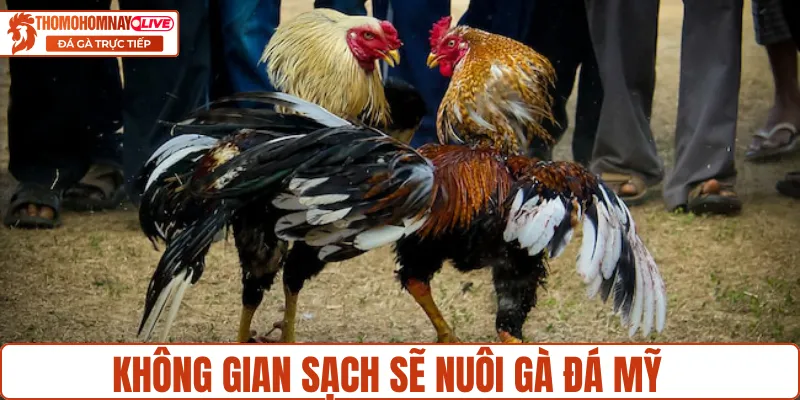 Nuôi gà đá Mỹ cựa sắt với môi trường sạch