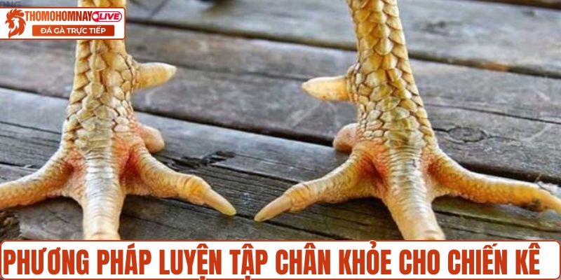Phương pháp luyện tập chân khỏe cho chiến kê