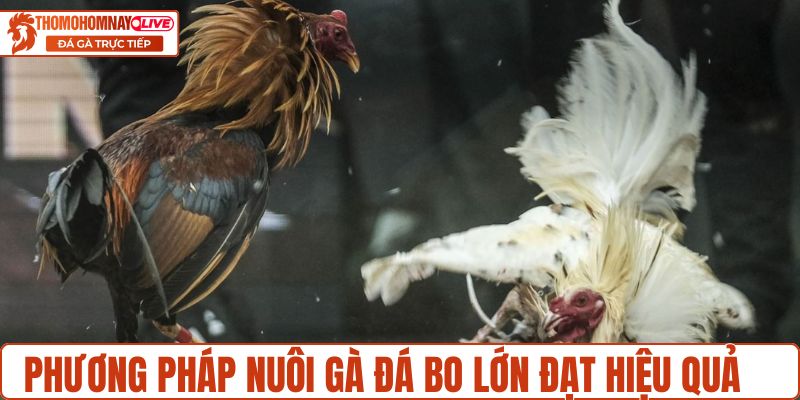 Phương pháp nuôi gà đá bo lớn đạt hiệu quả cao