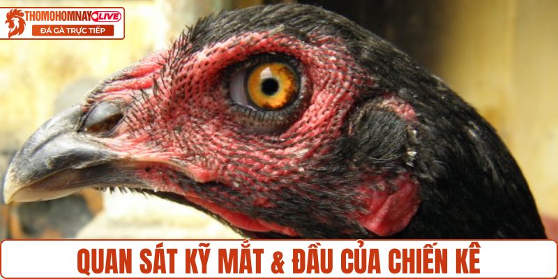 Quan sát kỹ mắt & đầu của chiến kê