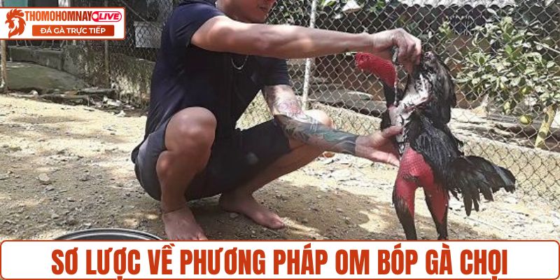 Sơ lược về phương pháp om bóp gà chọi