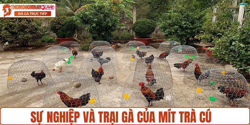 Sự nghiệp và trại gà của Mít Trà Cú