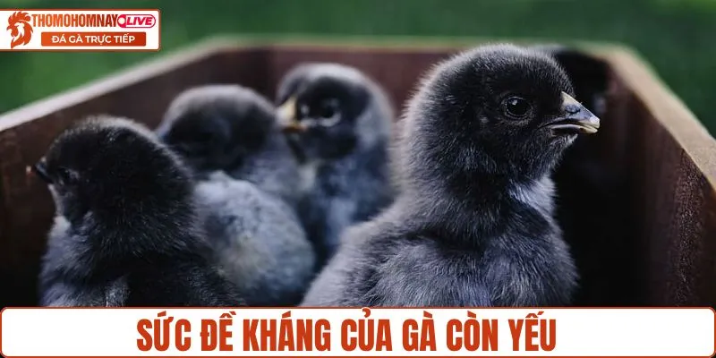 Sức đề kháng gà còn yếu