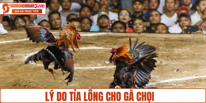 Tại sao cần tỉa lông cho gà chọi 789p