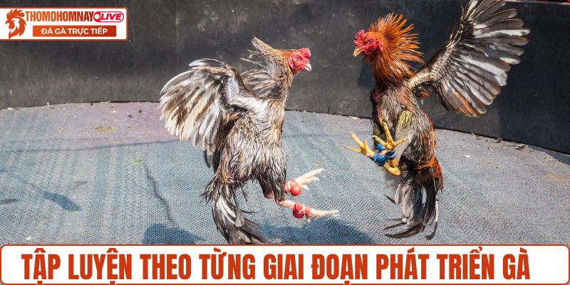 Tập luyện theo từng giai đoạn
