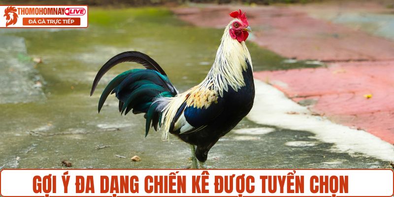 Gợi ý đa dạng chiến kê được tuyển chọn